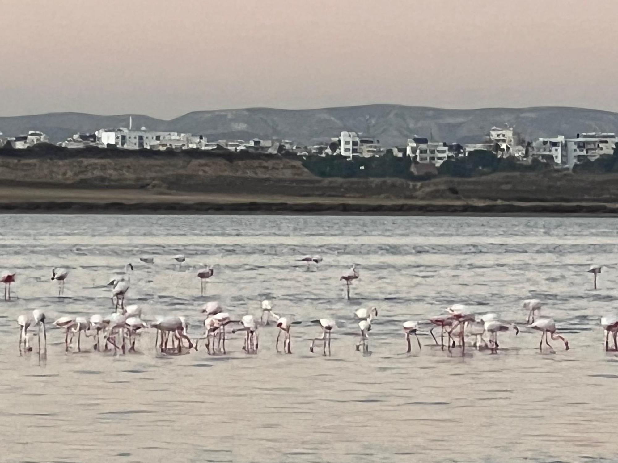 Salt Lake Larnaca Exterior photo